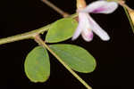 Creeping lespedeza